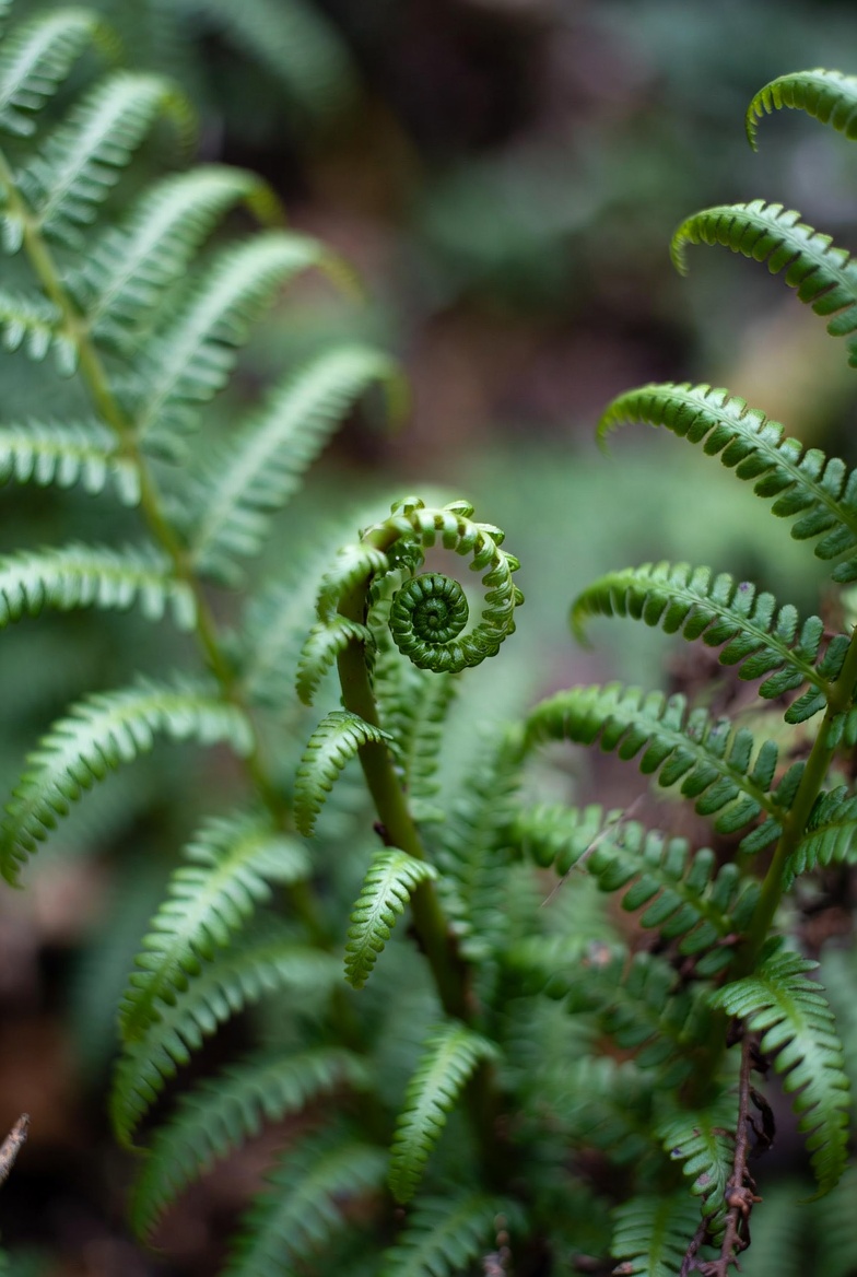 Koru - Māori symbol of new life and growth
